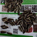 High Quality of New Crop Sunflower Seeds From Neimongol